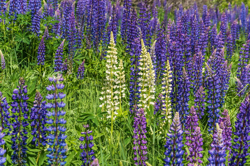 Similar – lupins Environment Nature