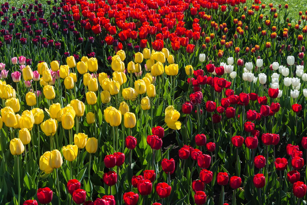 Similar – tulip garden