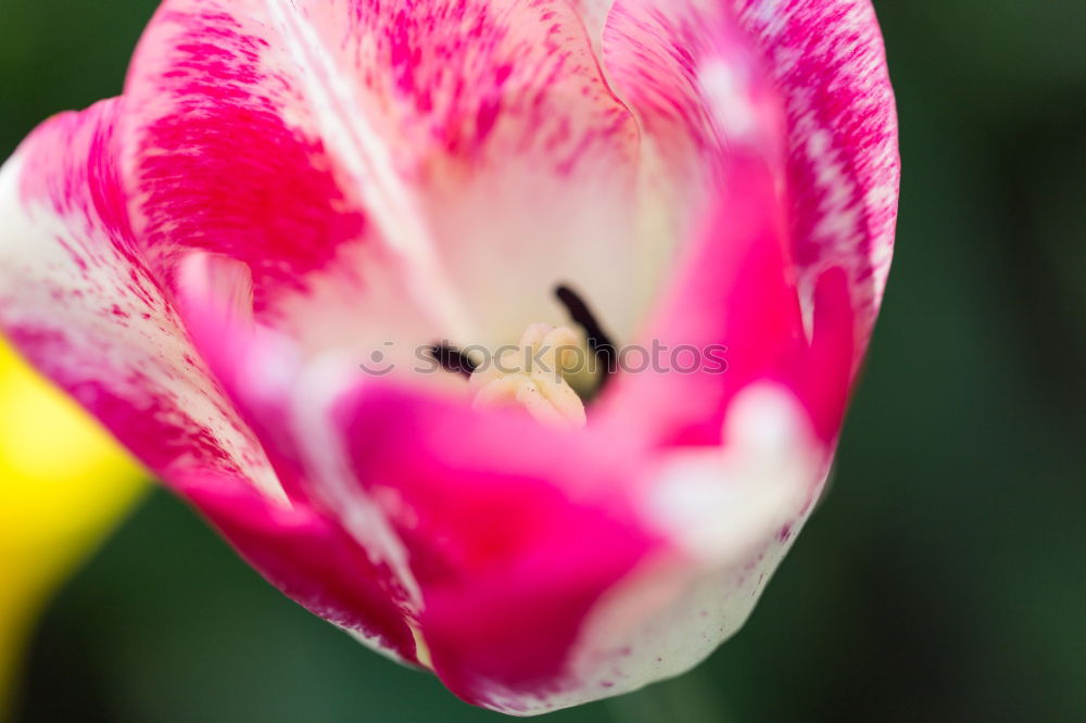 Similar – Image, Stock Photo bee party Honey Honey bee