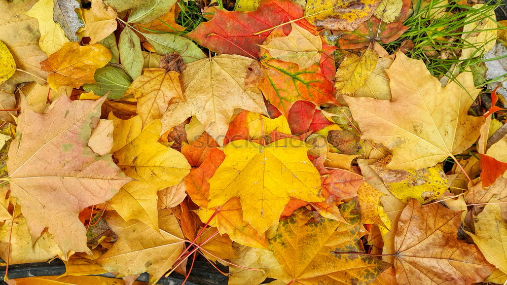 Similar – Golden Autumn Leaf