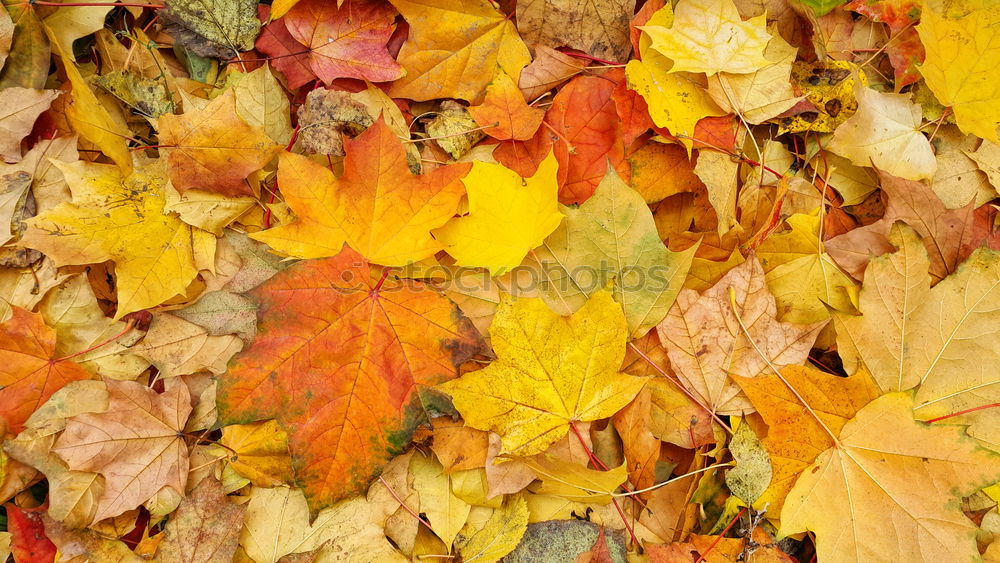 Similar – Golden Autumn Leaf