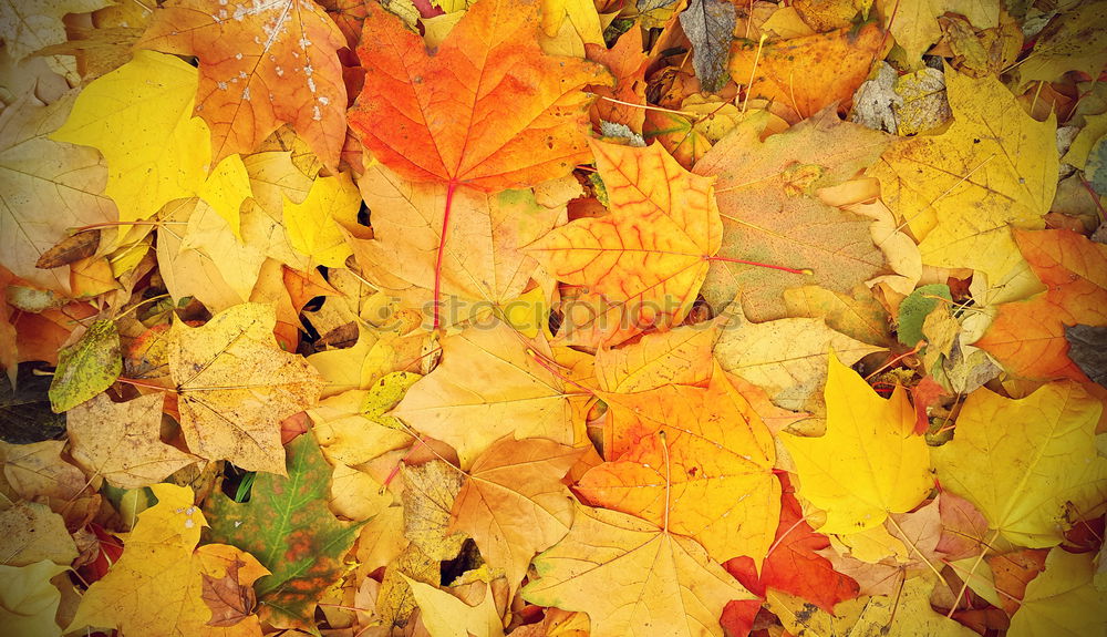 Similar – Image, Stock Photo Autumn info Environment