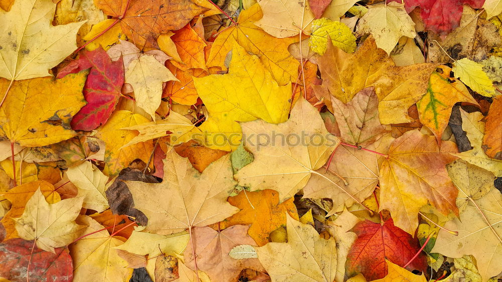 Similar – Golden Autumn Leaf