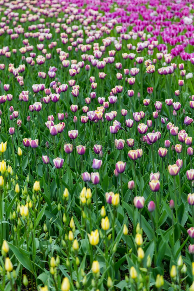 flowers speak Plant Spring