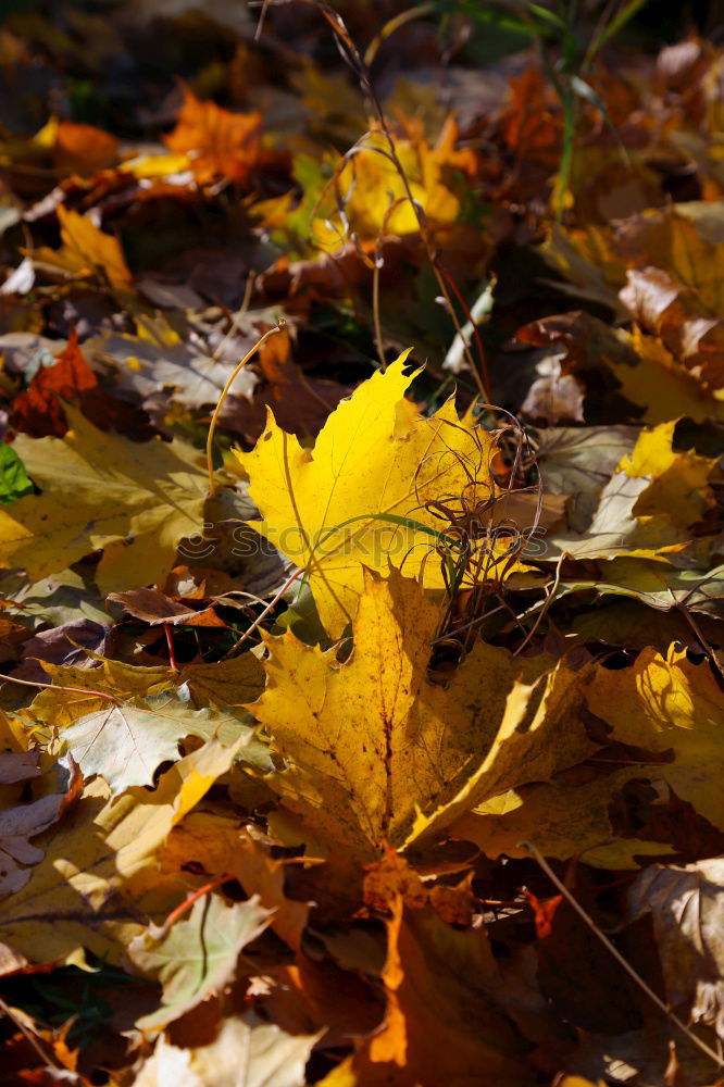 Similar – Autumn leaf in detail Leaf