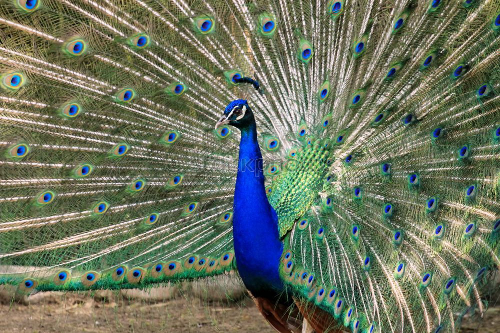 Similar – Image, Stock Photo poser Animal Peacock 1