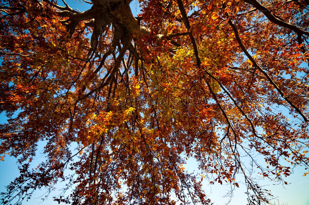 Similar – Image, Stock Photo Orange and blue