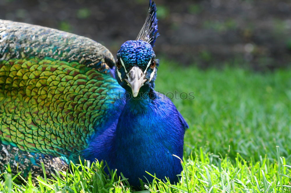 Similar – Image, Stock Photo Peacock male Elegant