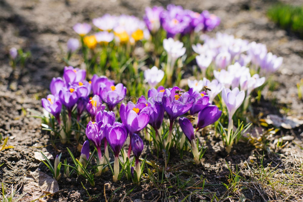 Similar – Foto Bild Krokuswiese Krokusse