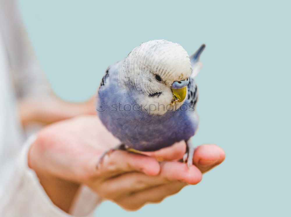 Similar – Image, Stock Photo Rabbit babies 12 days old