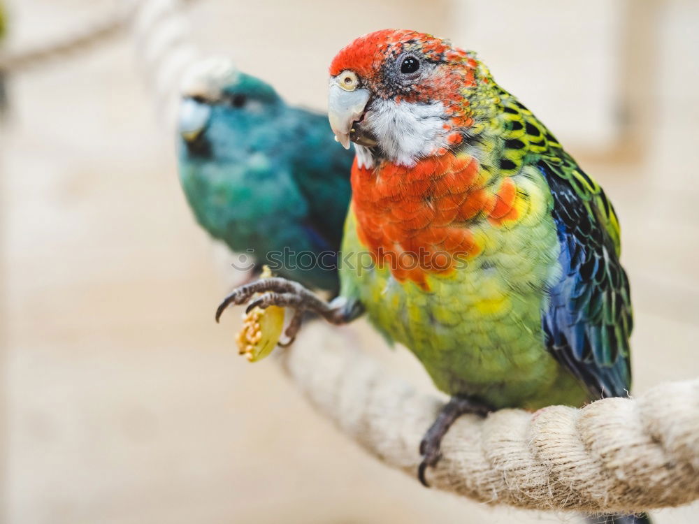 Similar – Image, Stock Photo Like the chickens on the bar