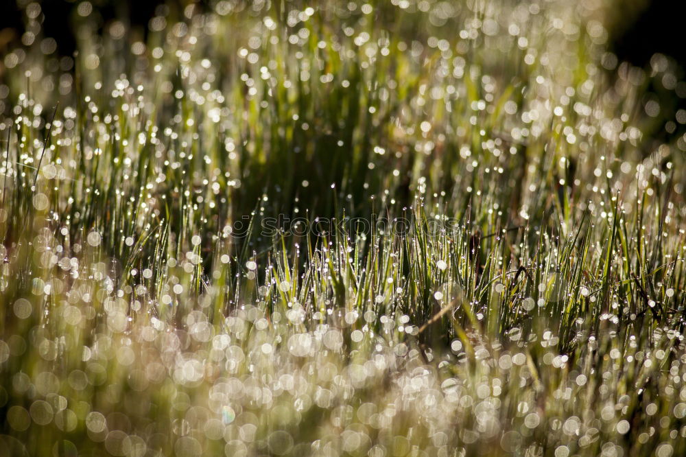 Similar – Image, Stock Photo lawn edge Exterior shot