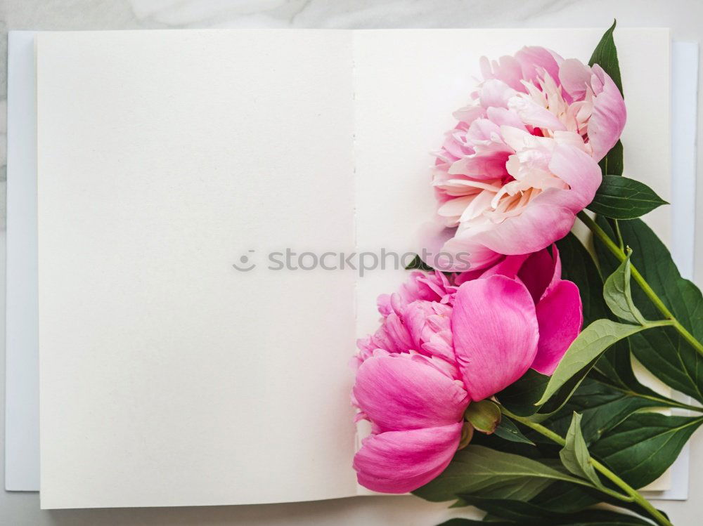 Similar – Beautiful flowers, with empty greeting card