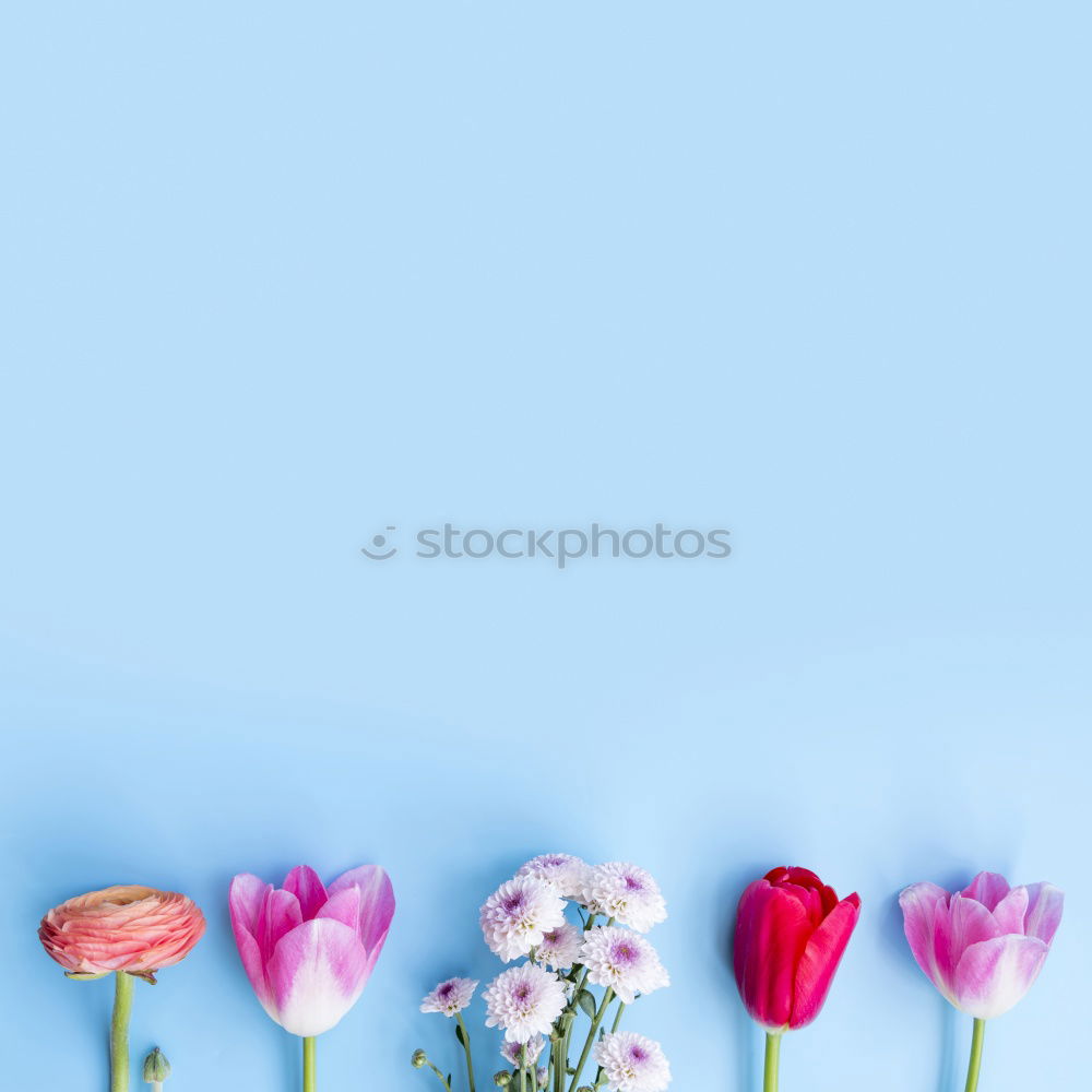 Beautiful ranunculus flowers on light blue background