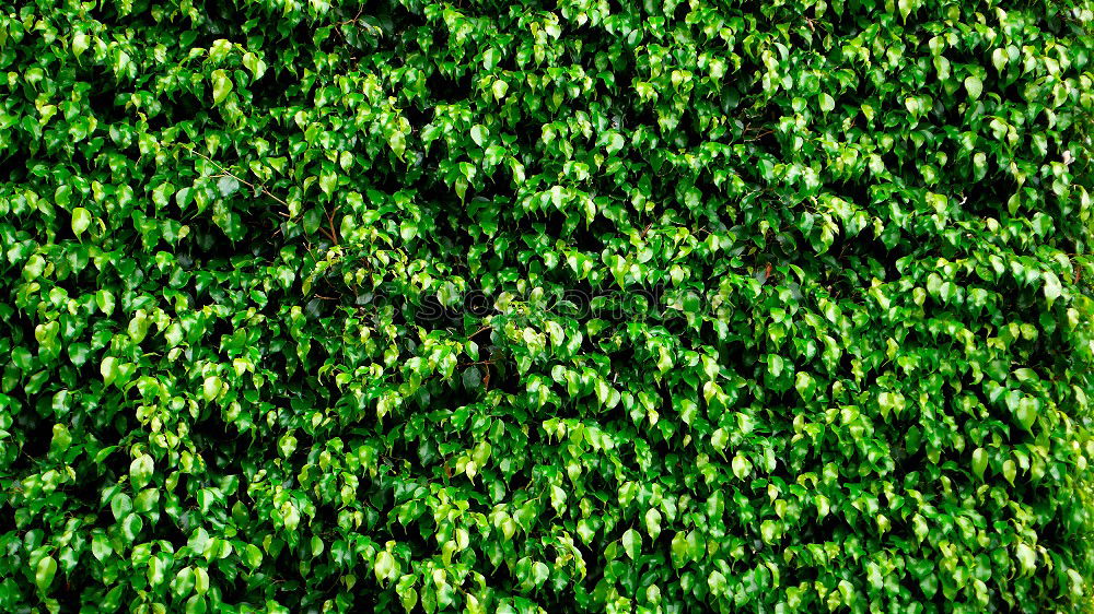 Image, Stock Photo ivy/wine wall Ivy