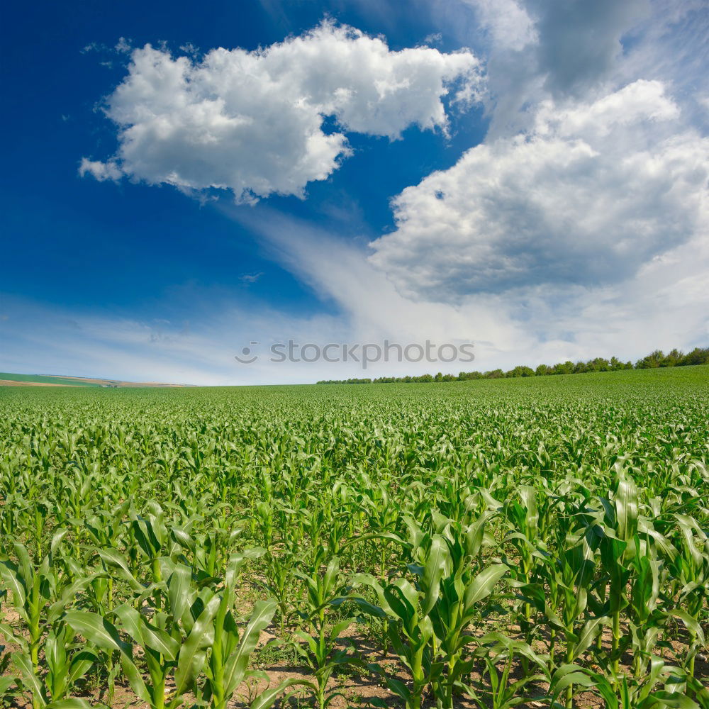 Similar – cornucopia Nature Sky