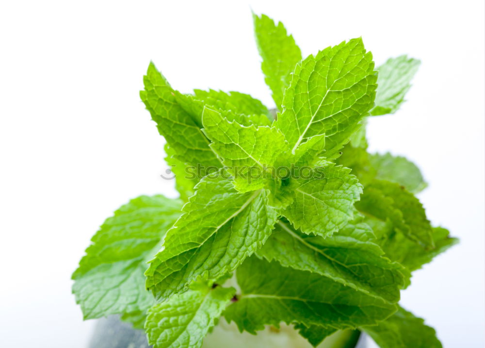 Similar – Image, Stock Photo Herbal tea from fresh nettle