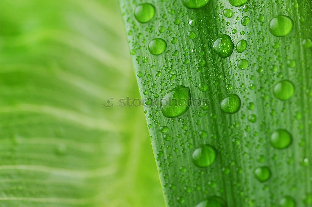 Similar – Tropfen Pflanze Blume grün