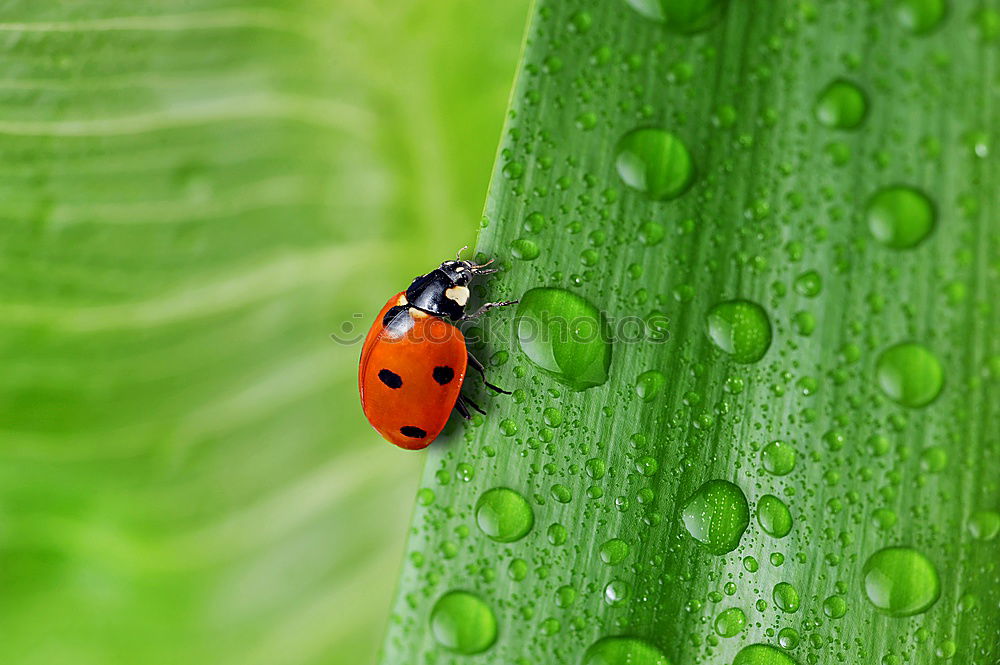 Similar – lightness Ladybird