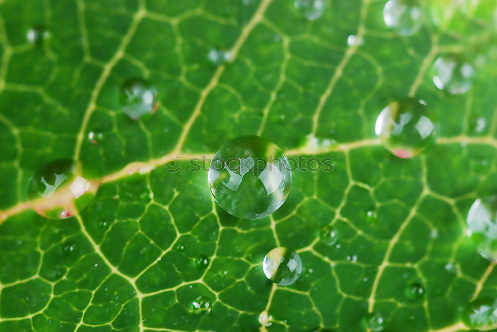 Similar – morning dew Leaf Rope