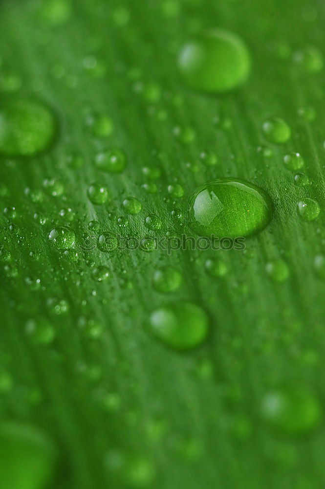 Similar – Image, Stock Photo water drops Style