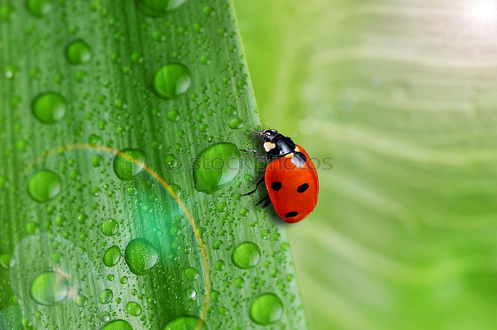 lightness Ladybird