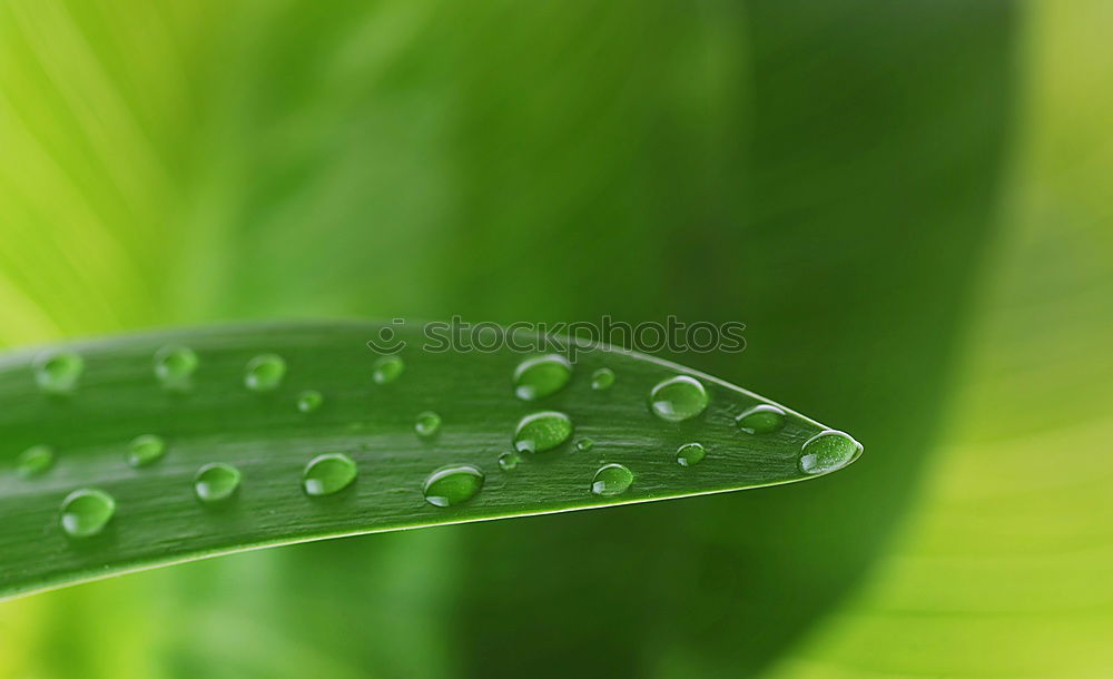 Similar – Image, Stock Photo Wet spring Life Harmonious