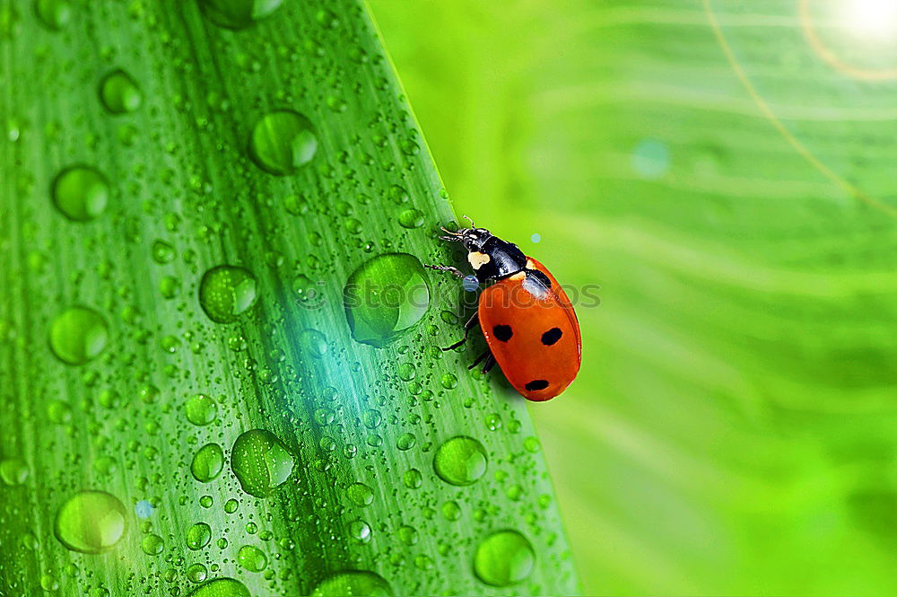 Similar – lightness Ladybird