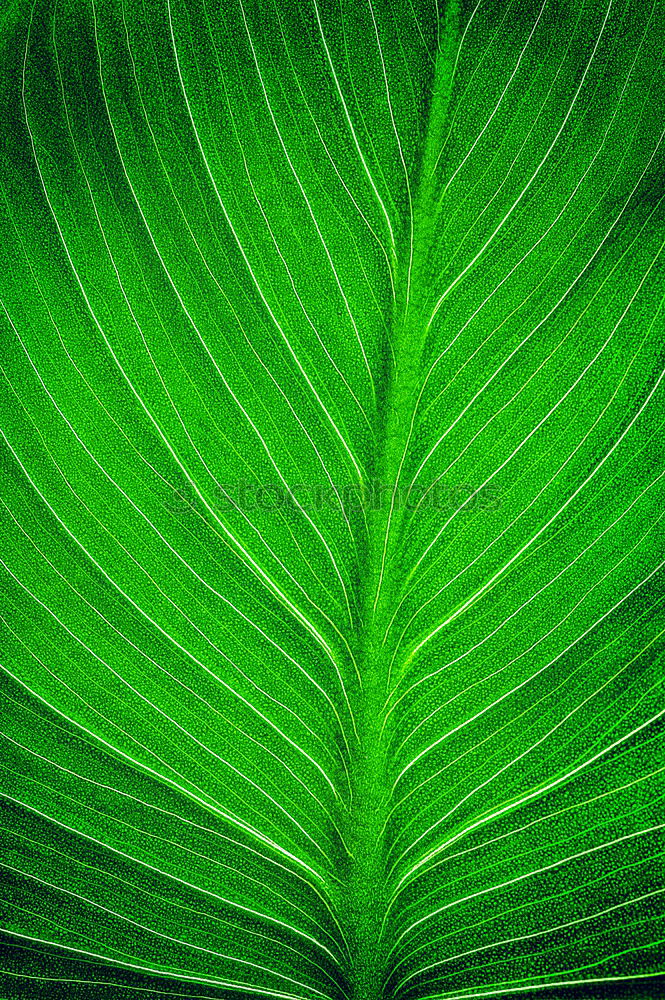 Similar – structure Leaf Green Tree