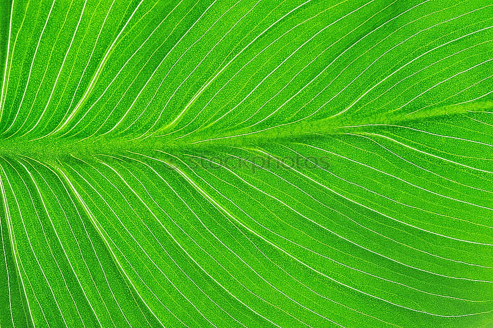 Similar – structure Leaf Green Tree