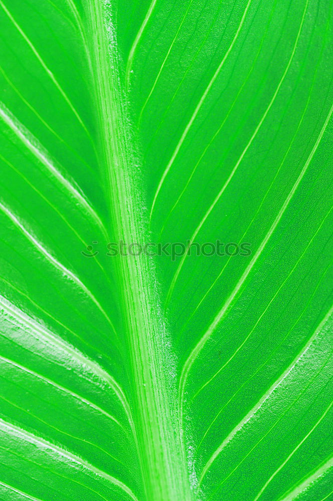 Similar – structure Leaf Green Tree