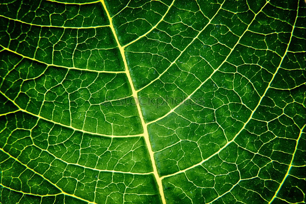 Similar – Image, Stock Photo leaf Green Vessel