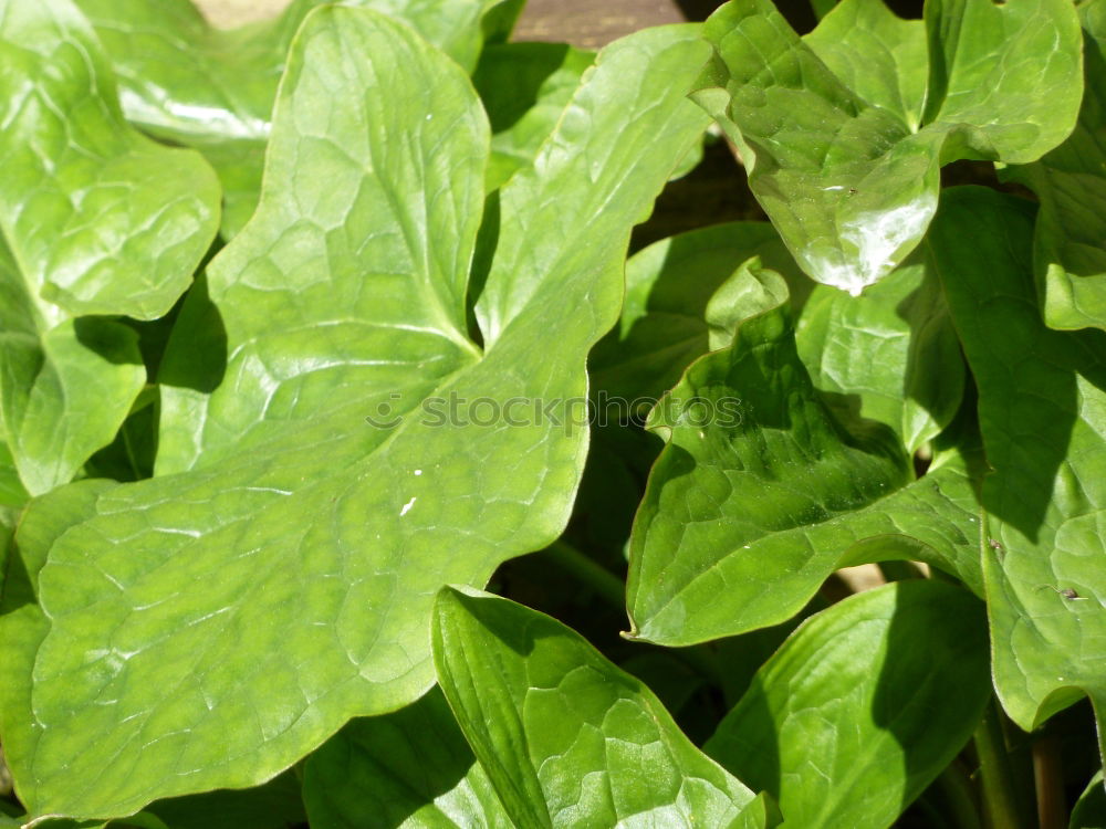 foliage Tree Leaf Green