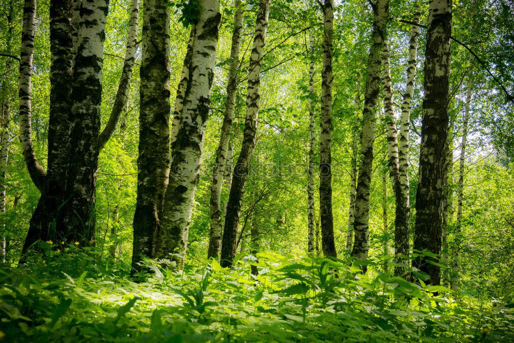 Similar – German bush Forest Tree