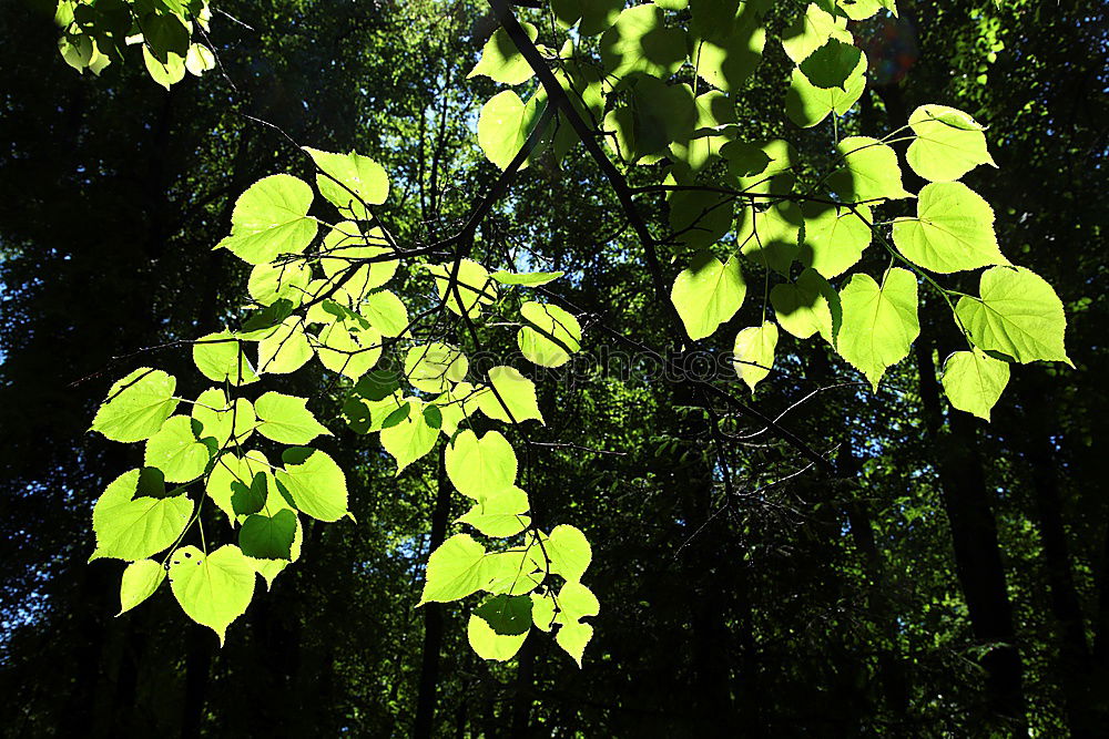 Similar – Zweig mit frischen leuchtenden Blättern im Sonnenlicht