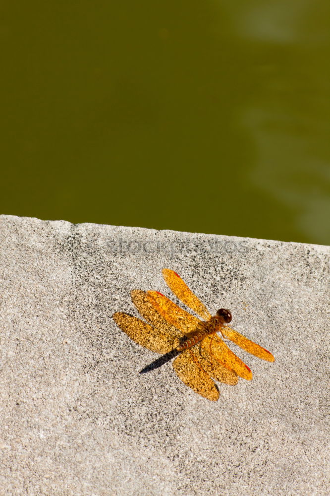 Similar – Foto Bild Buntes Apfelblatt Blatt