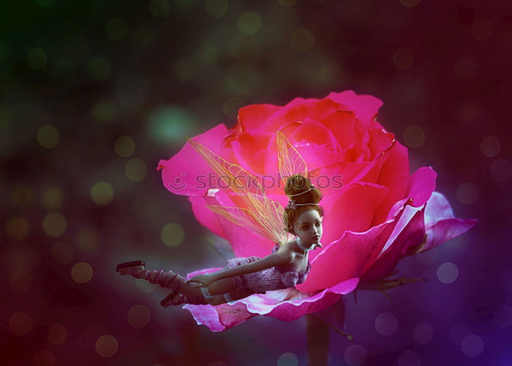 Similar – Image, Stock Photo rosy Plant Rose Blossom