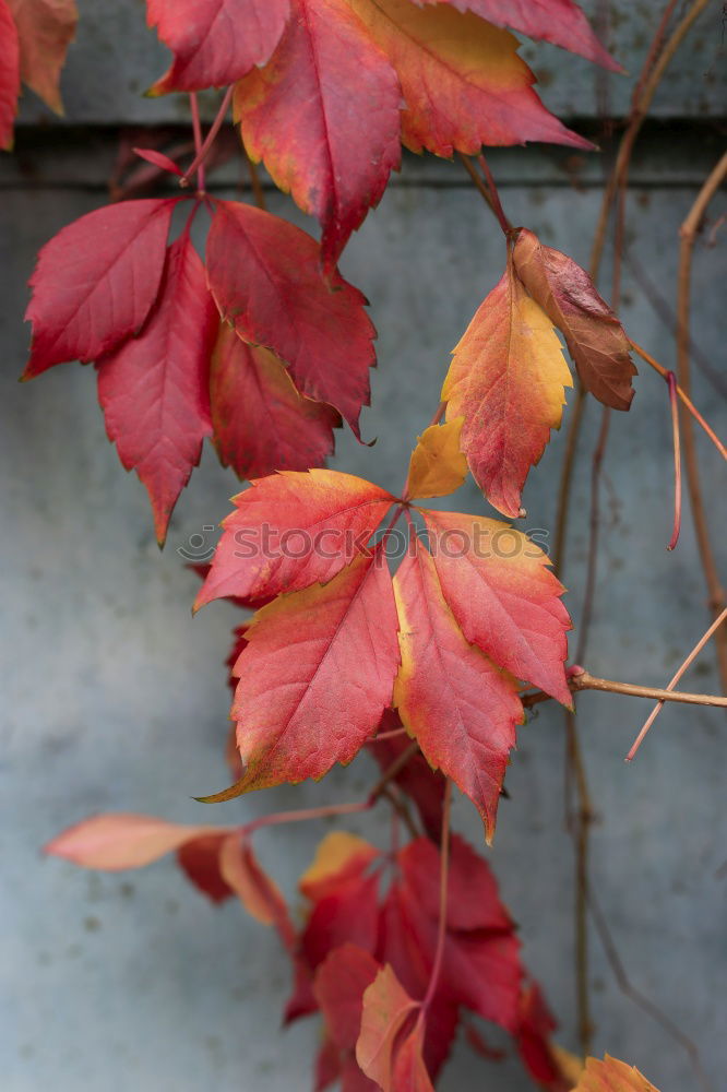 Similar – Image, Stock Photo Red maple leaves on the ground