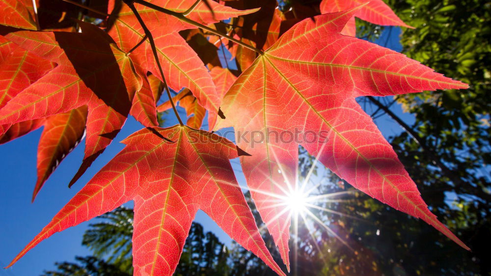 Similar – autumn foliage Red