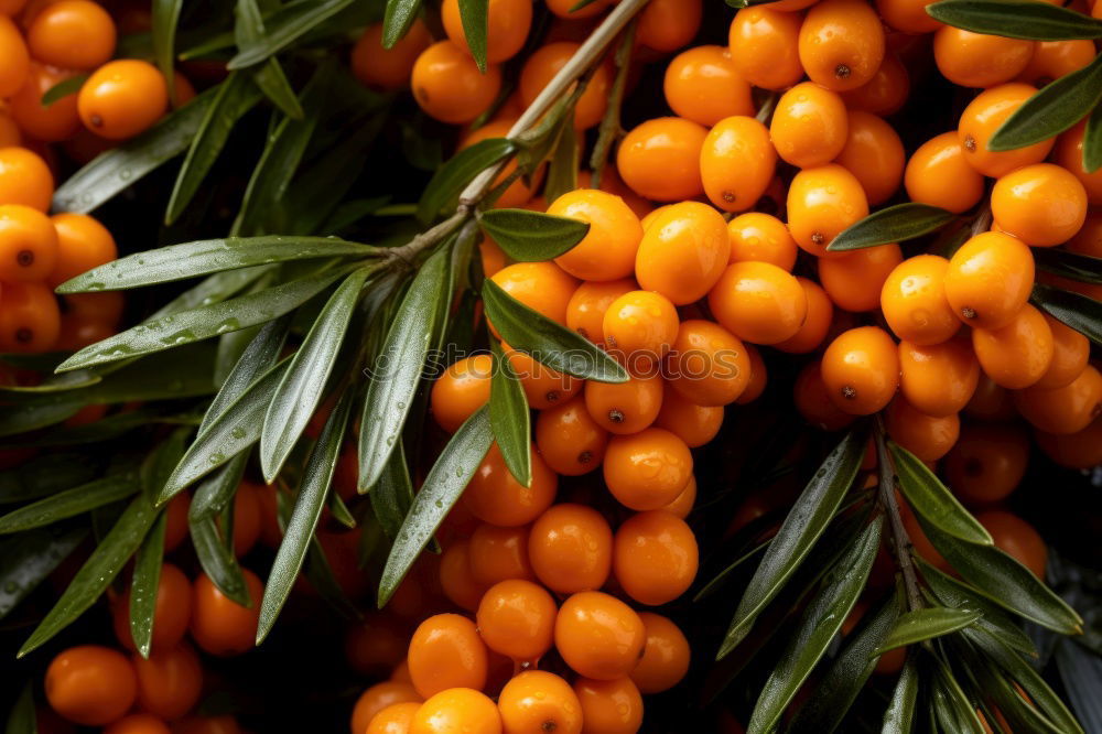 Similar – Image, Stock Photo Rosemary and red chilli