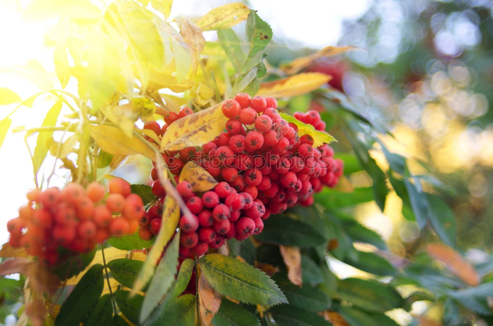 Image, Stock Photo grape in the field Fruit