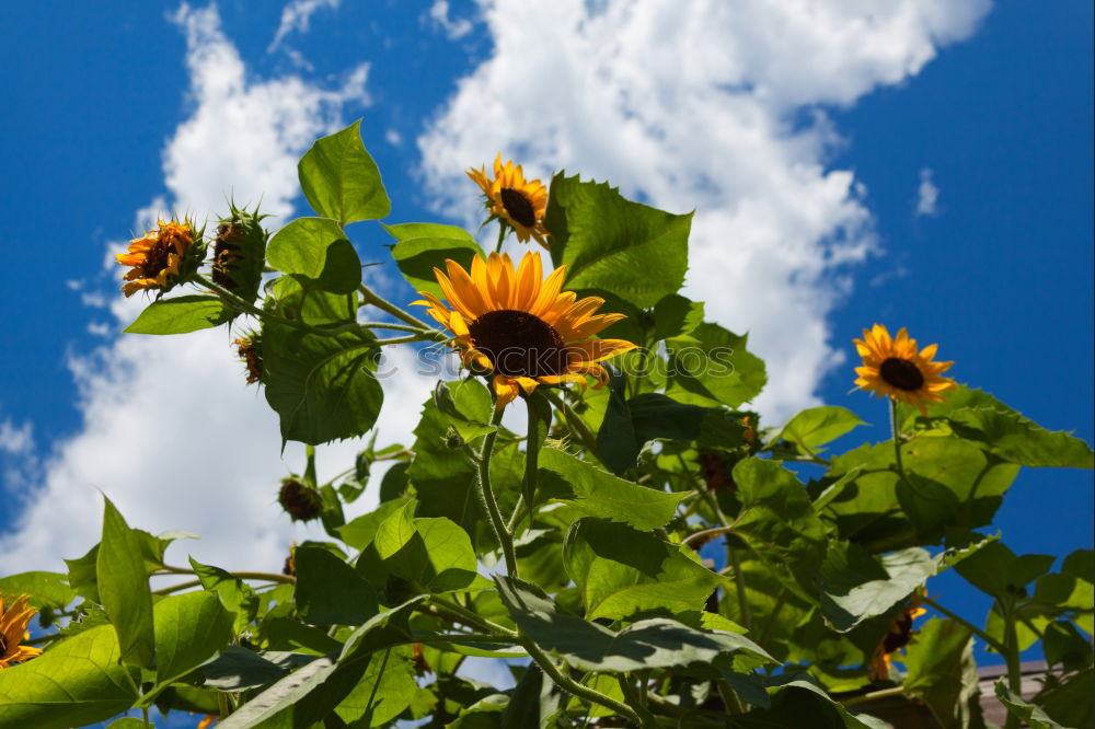 Foto Bild Herbstblüten Sommer