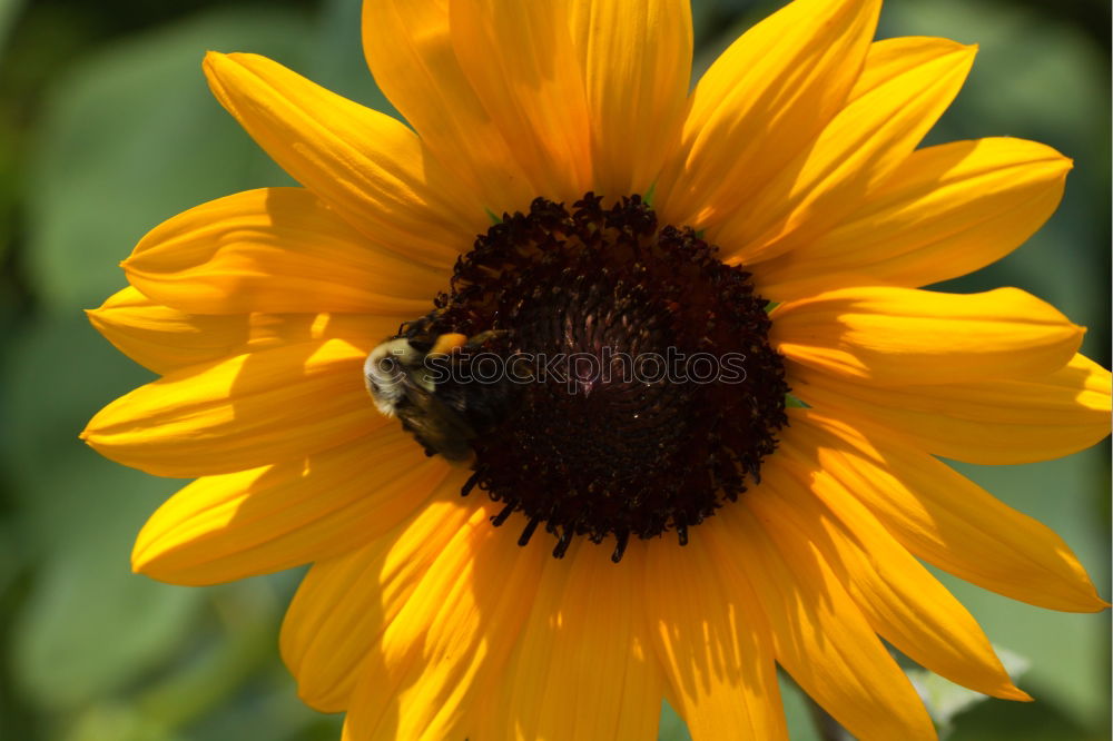 Flower & Bee Animal Insect