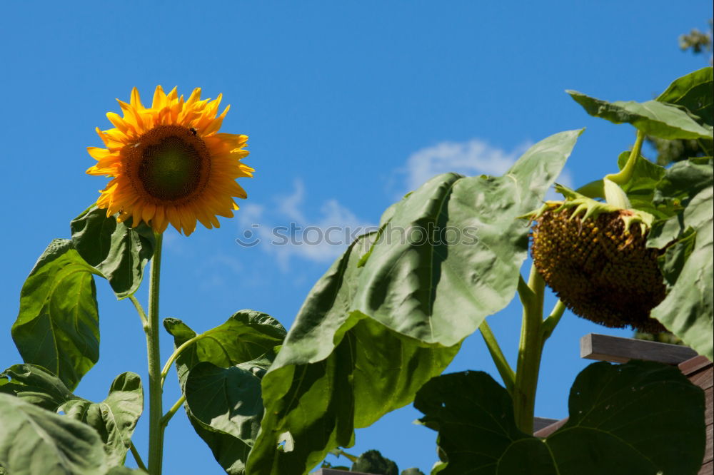 Similar – Foto Bild Herbstblüten Sommer