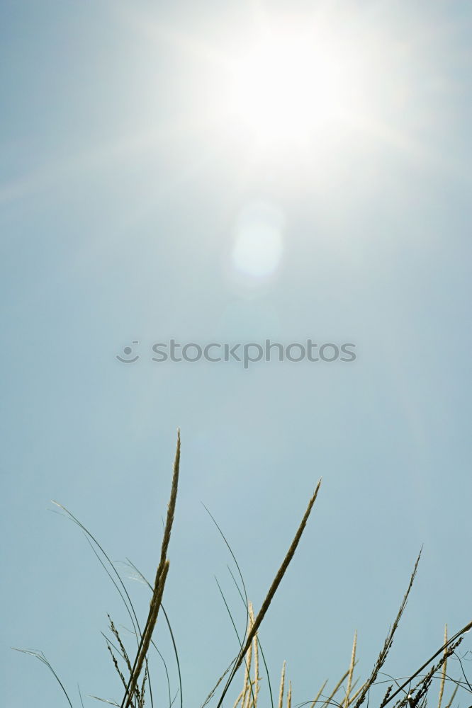 Similar – Image, Stock Photo fruit for the sun