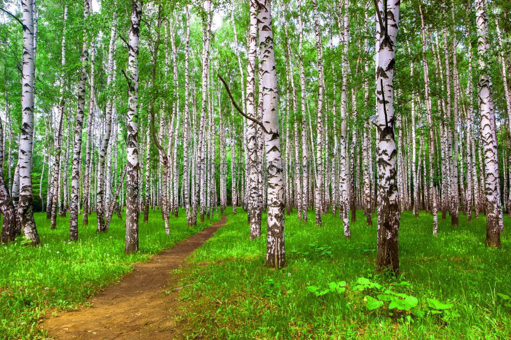 Similar – The ghost forest in Nienhagen