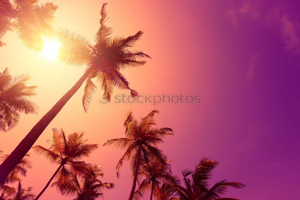 Similar – Image, Stock Photo Palm in neon retro colours