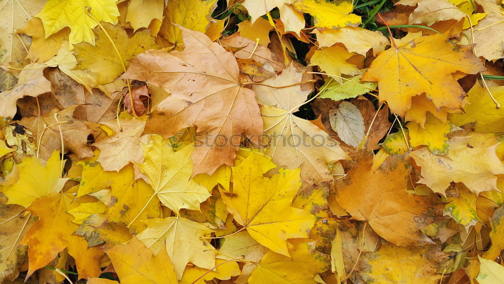 Similar – Image, Stock Photo Autumn coloured foliage on the ground