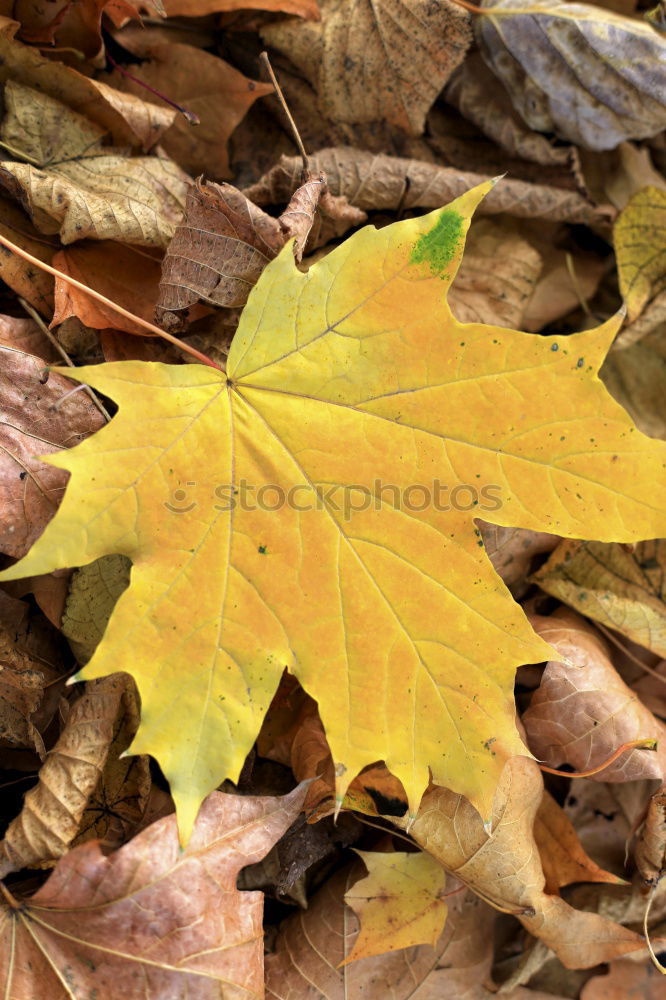 Similar – Autumn leaf on sidewalk