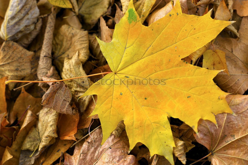 Similar – Image, Stock Photo autumn colours Healthy